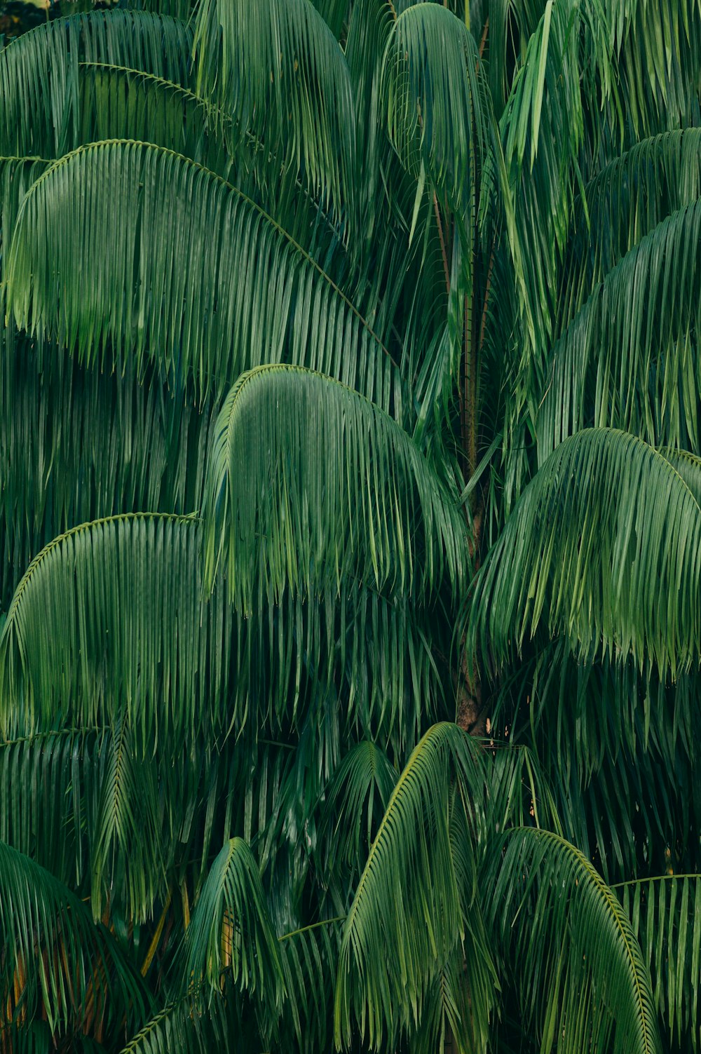 green palm tree