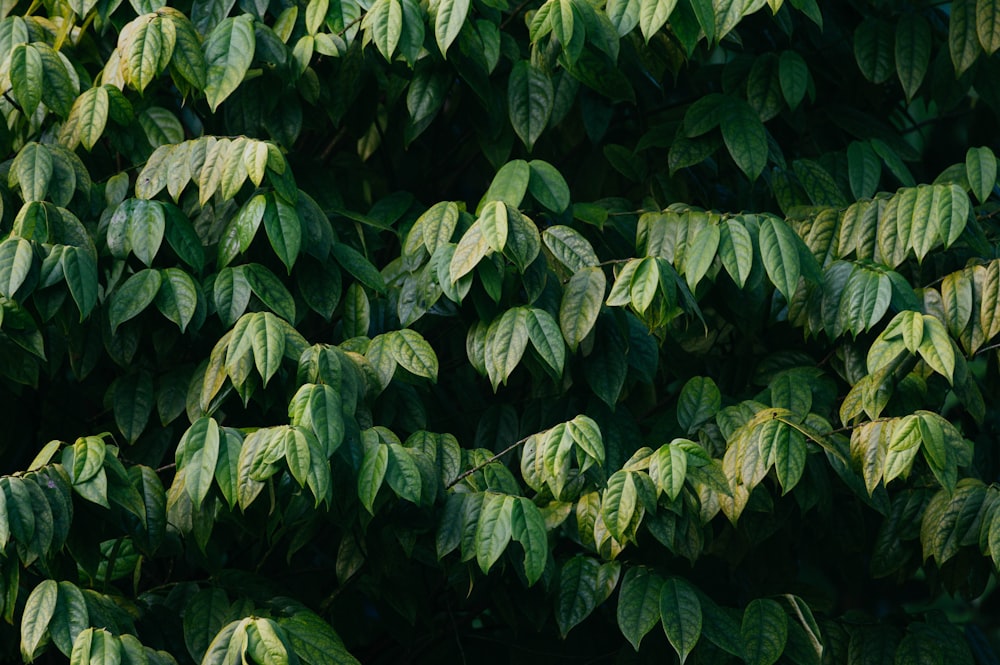 green-leafed plant