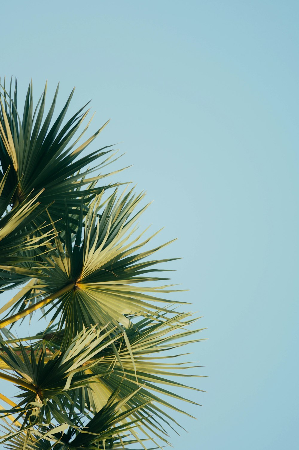 palmera de abanico bajo el cielo azul