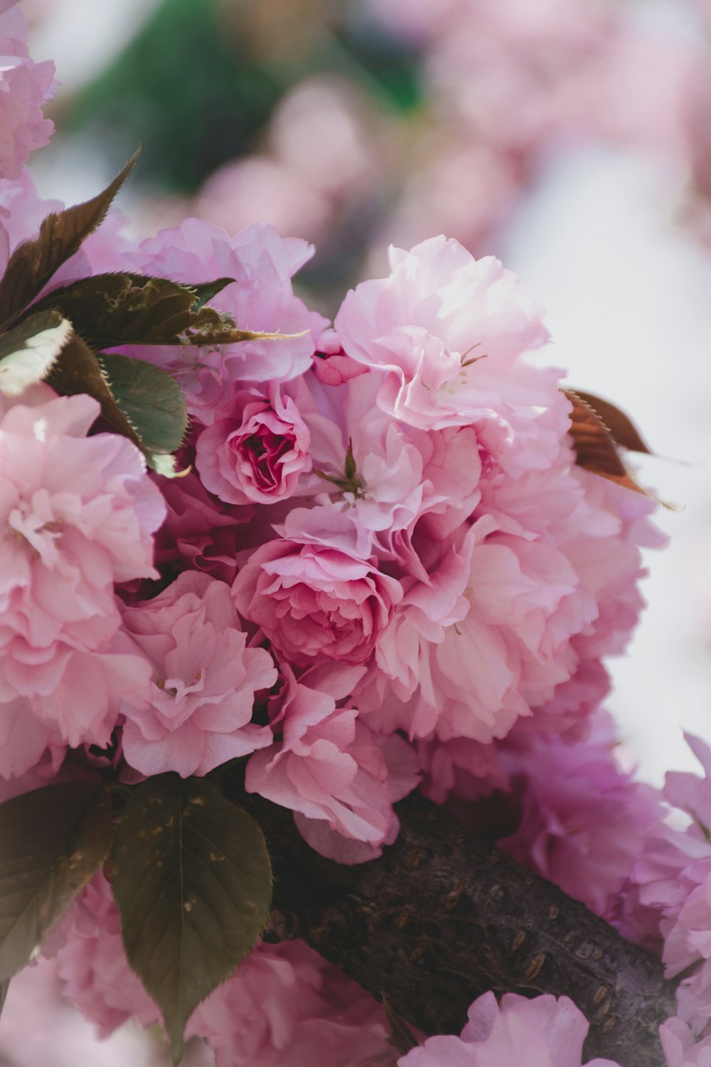 pink-petaled flower