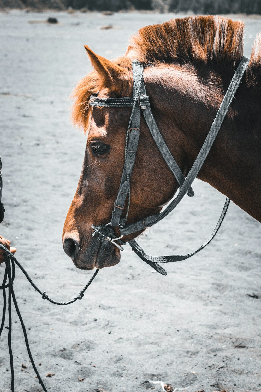 brown horse close-up photography