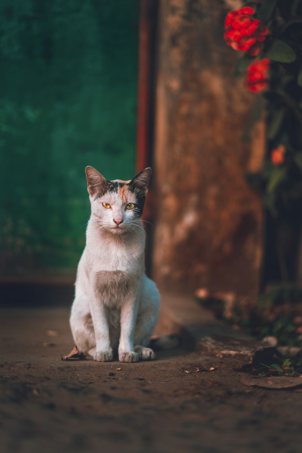 calico cat sitting