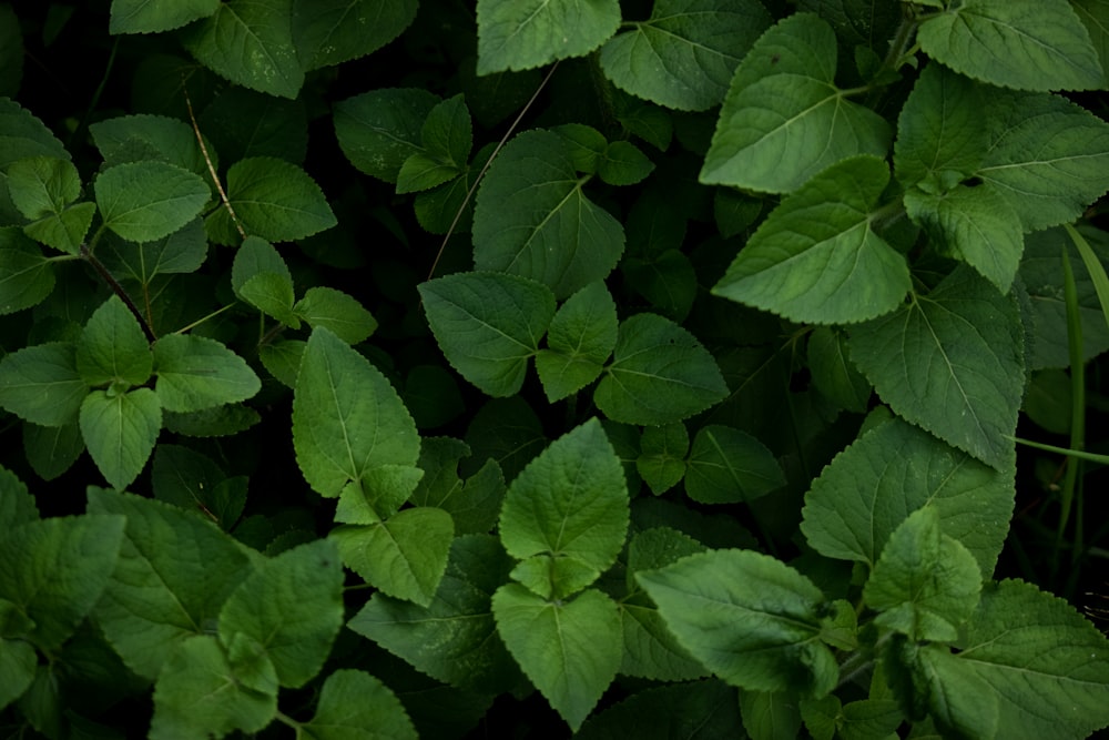 green ovate-leafed plants