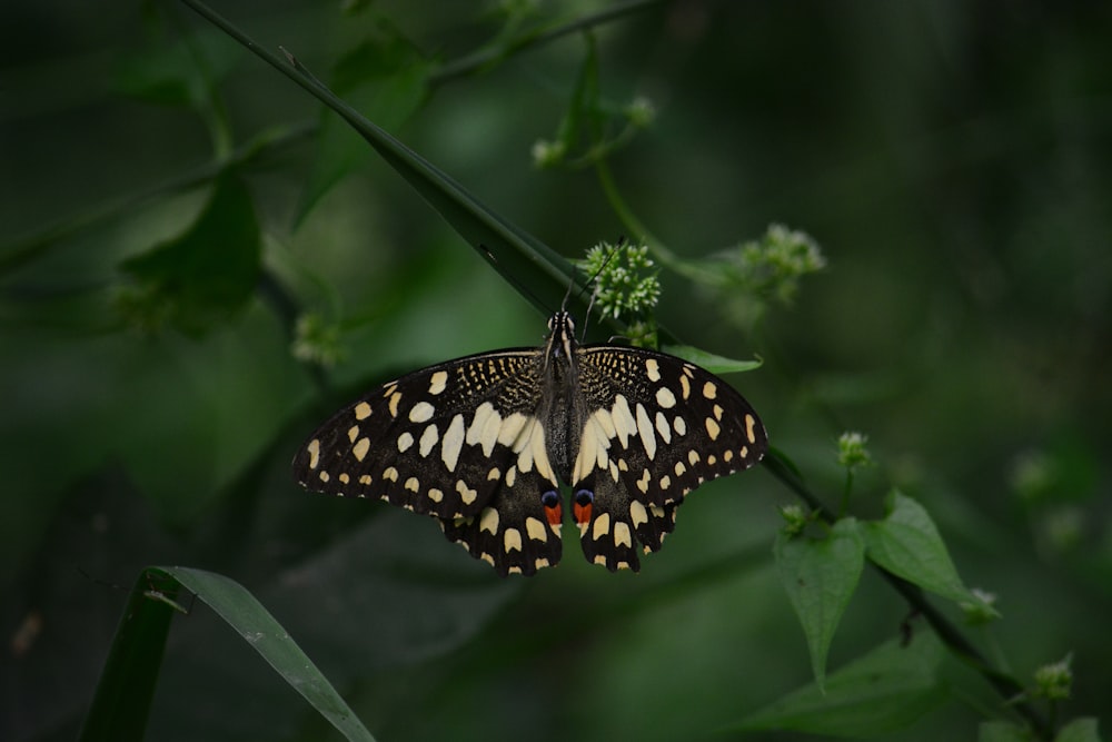 black and white butterfly