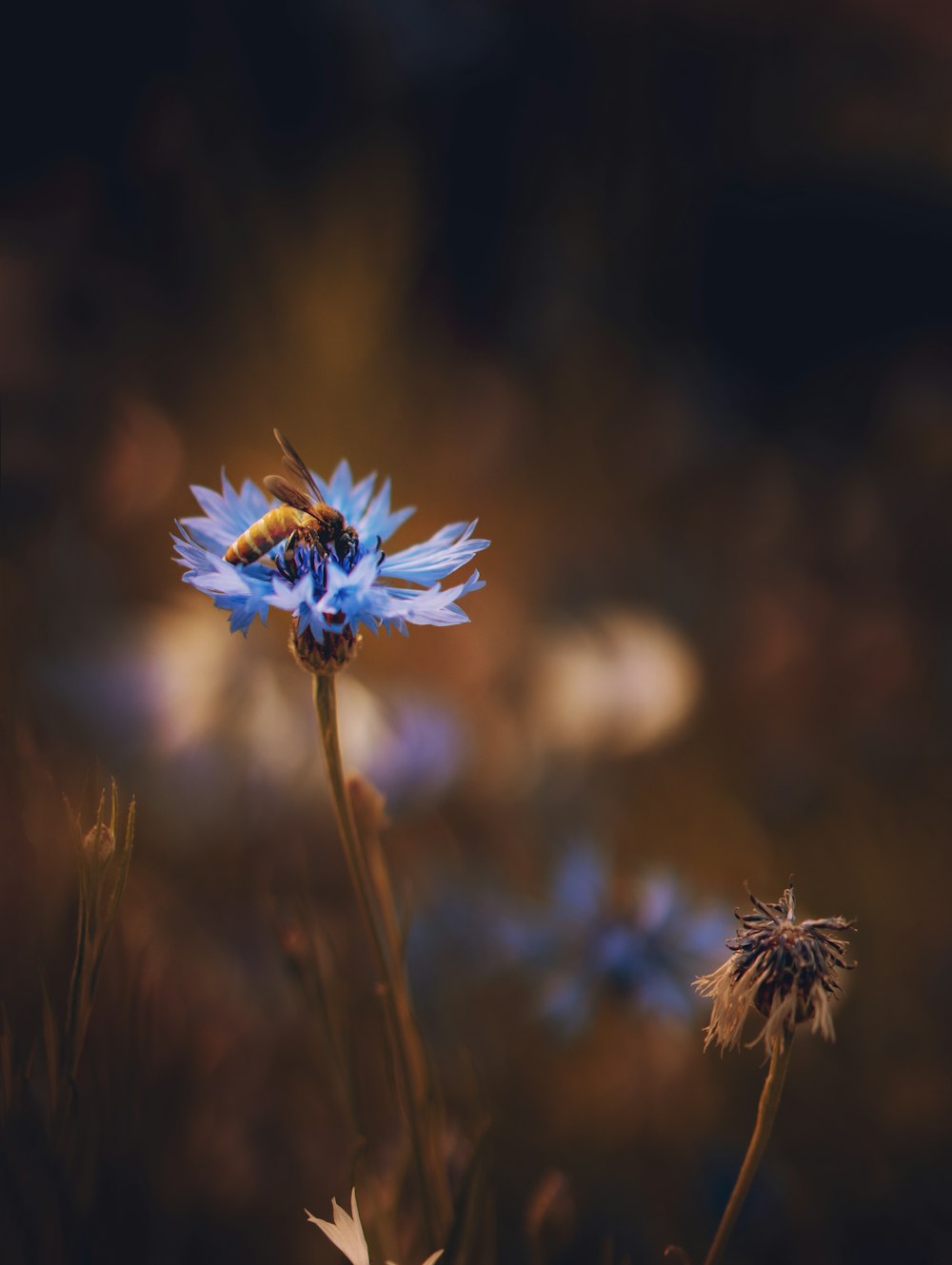 selective focus photography of bee on blue petaled flower