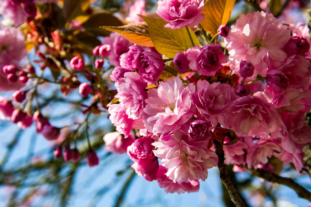 pink-petaled flowers