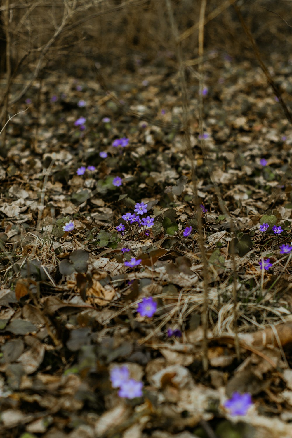 purple flowers