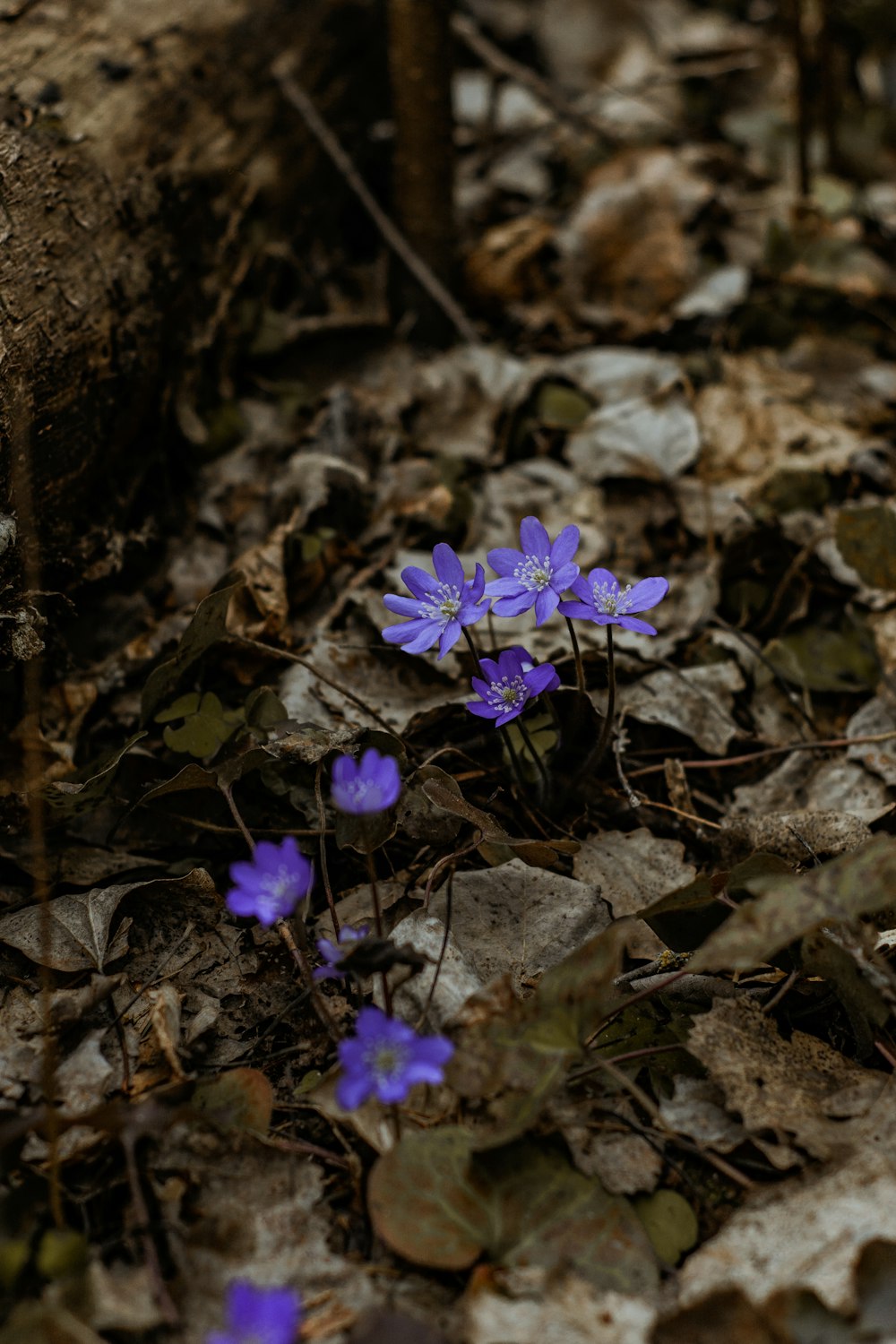 Primer plano de la flor de pétalos púrpura