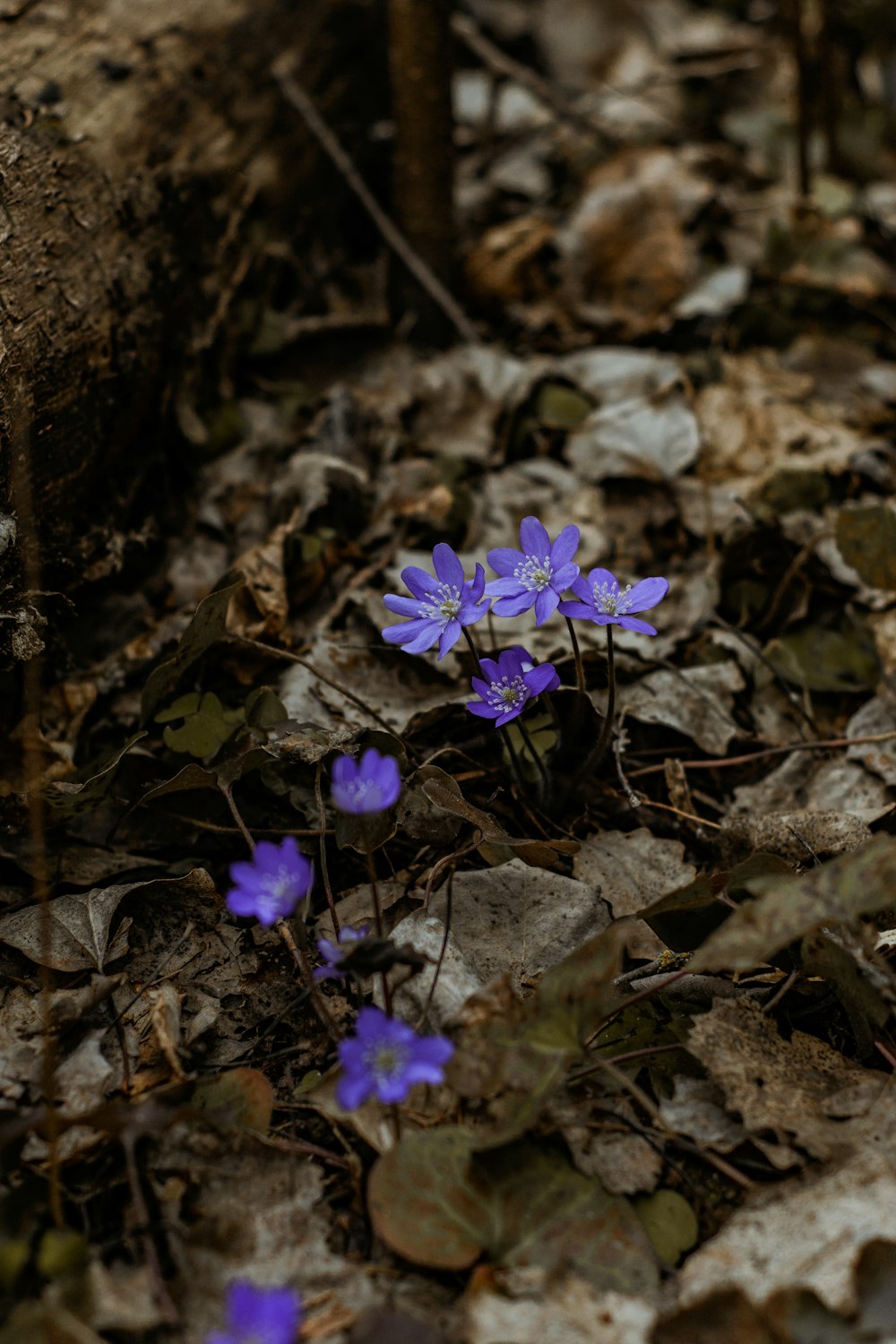 close-up of purple petaled flower