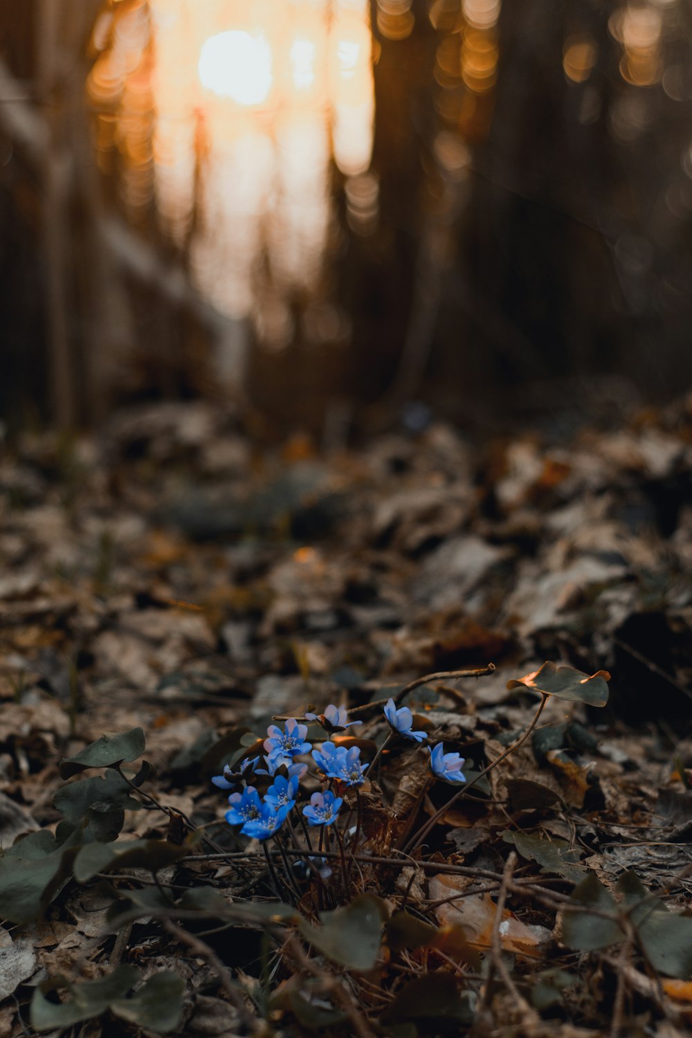 selective focus photography of blue-petaled flower