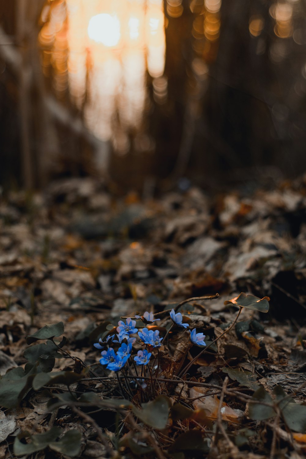 fotografia de foco seletivo de flor de pétalas azuis