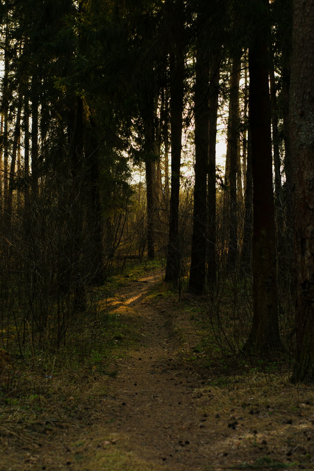 forest during daytime