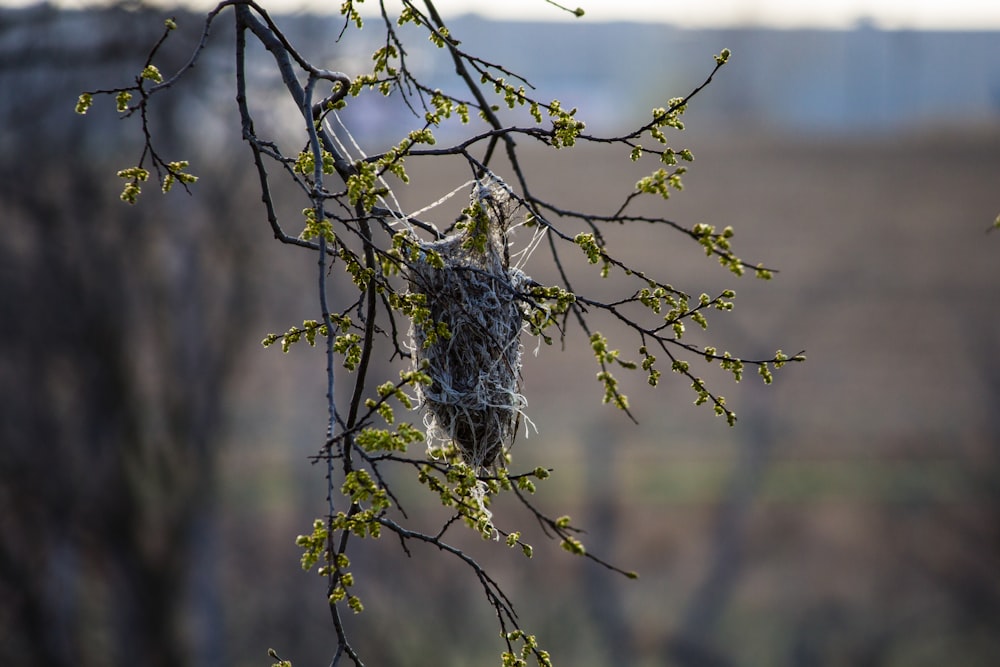 un nid d’oiseau suspendu à une branche d’arbre