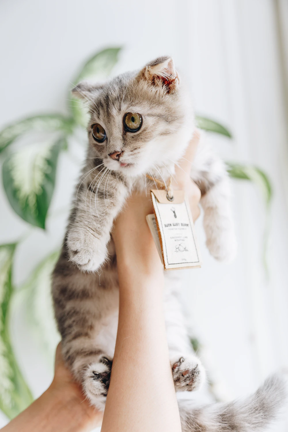 Person holding and comforting a cat