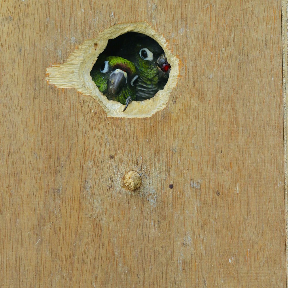 green bird inside brown wooden board