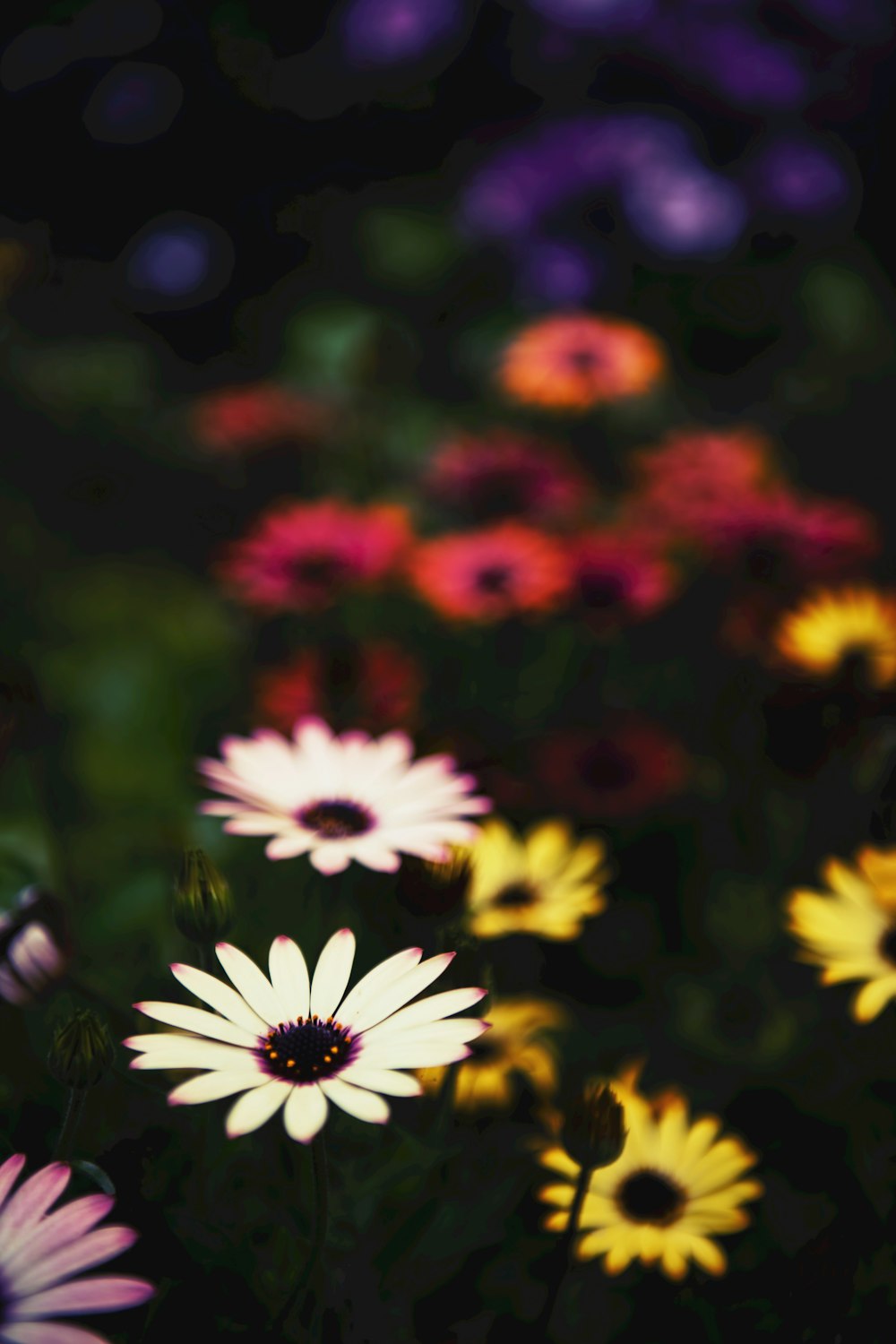 selective focus photography pink and yellow daisy flowers