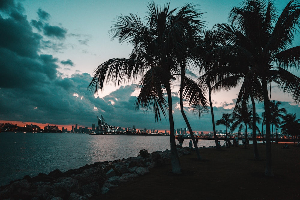 coconut tree on seashore photography