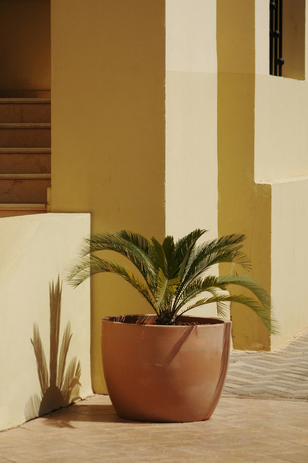 green leafed potted plant