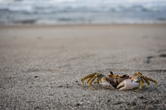 brown crab