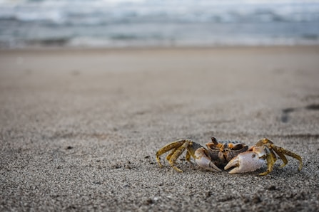 brown crab