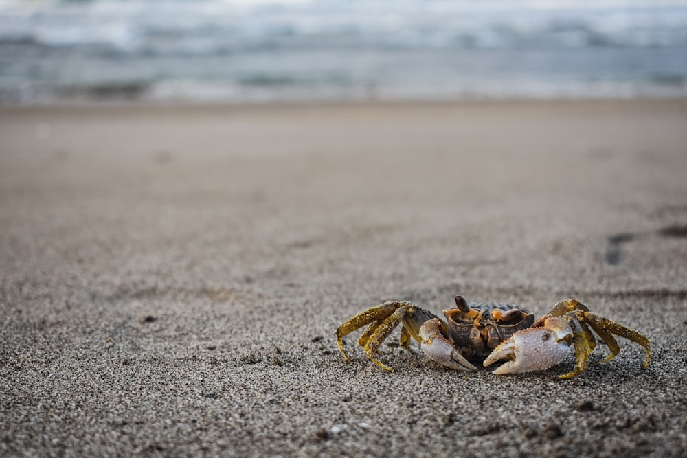 brown crab