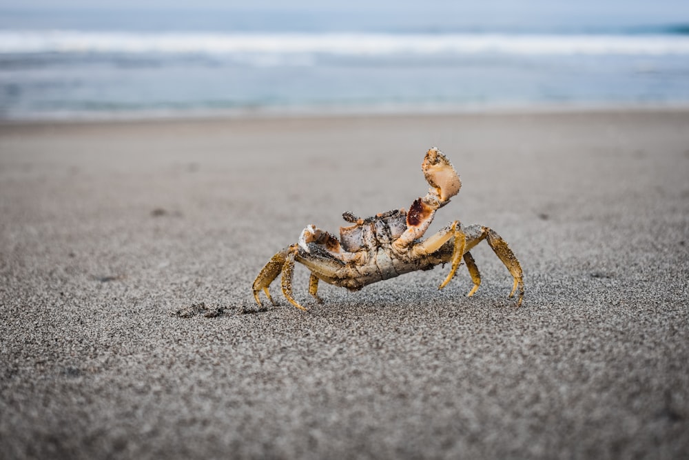 brown crab near shore