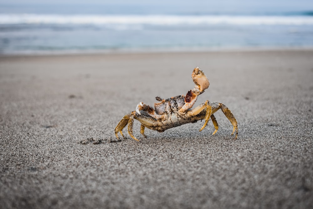 Crabe brun près du rivage