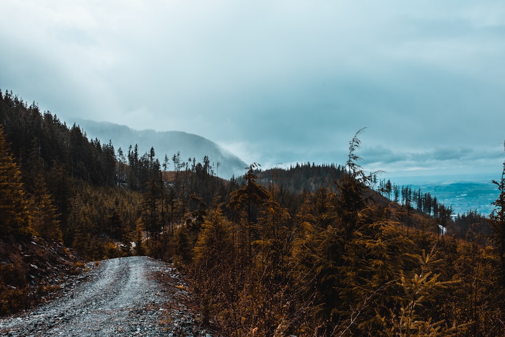 Vue sur la forêt