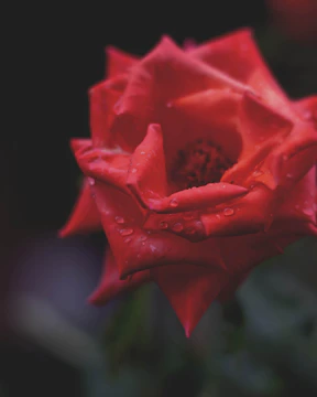 A close-up of a crimson rose with thorns dripping with dew in dim light.