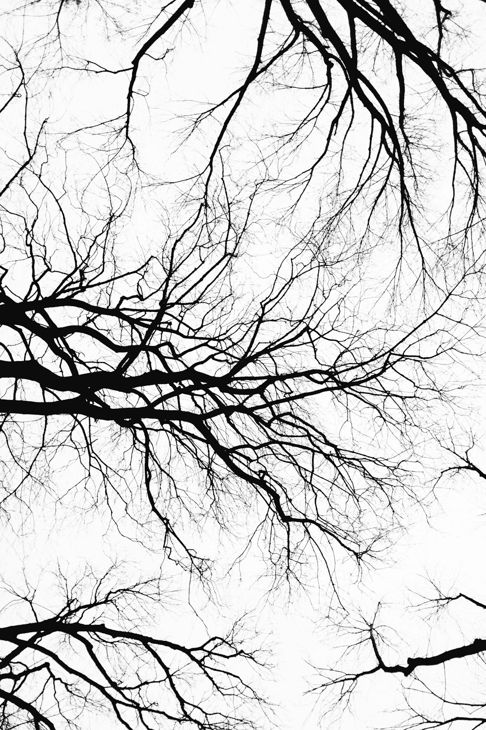 black tree branches worms-eye view photo