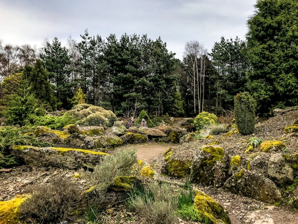 A serene landscape featuring a variety of indigenous plants.
