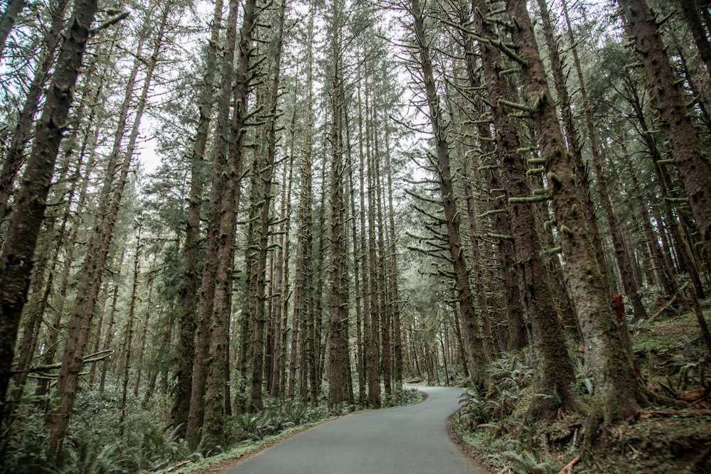 green-leafed trees