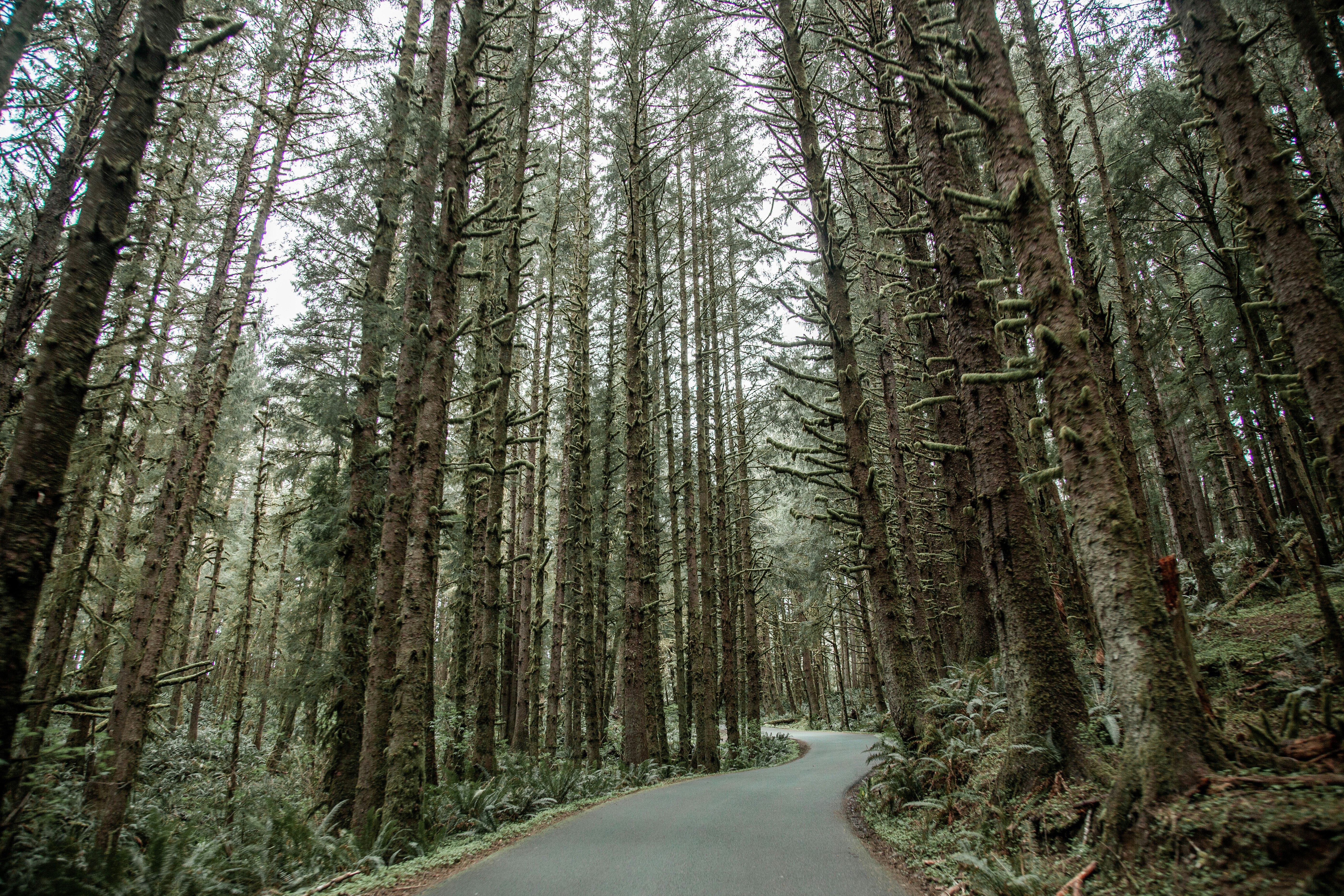 This was taken in the Ecola State Park in Oregon on our way back from Indian Beach.