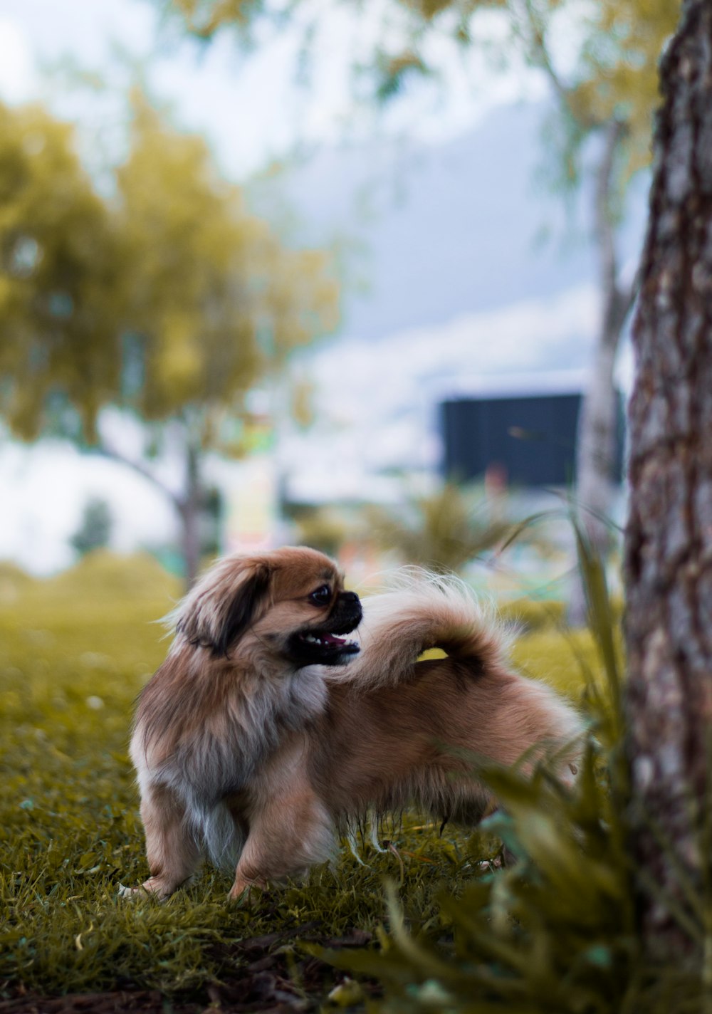 selective focus photography of dog standing on grass field