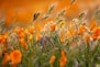 orange-petaled flowers