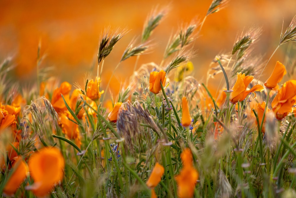 orange-petaled flowers