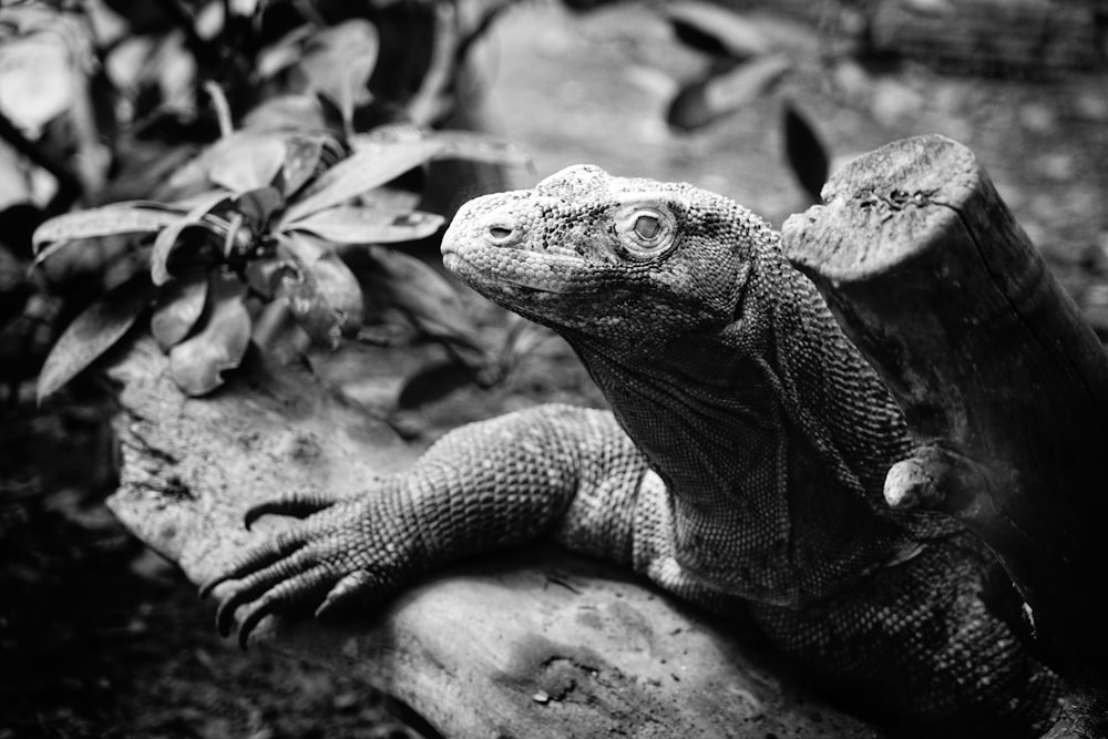 komodo dragon near plant