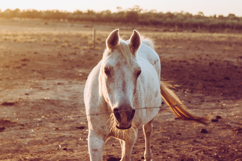 white horse on ground