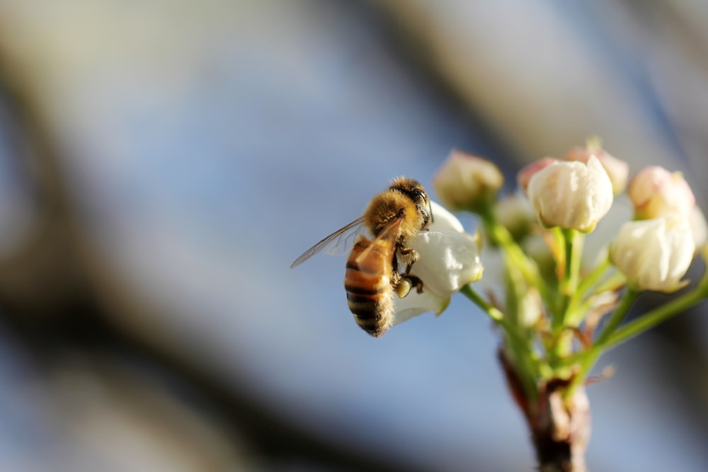 fotografia de foco seletivo de abelha em flor