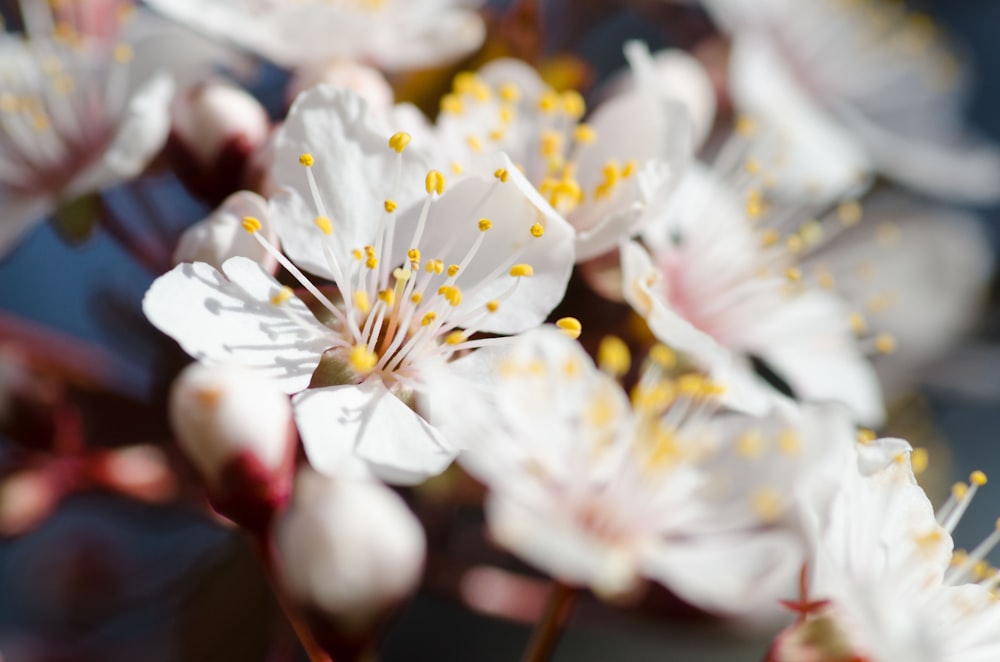 white flower