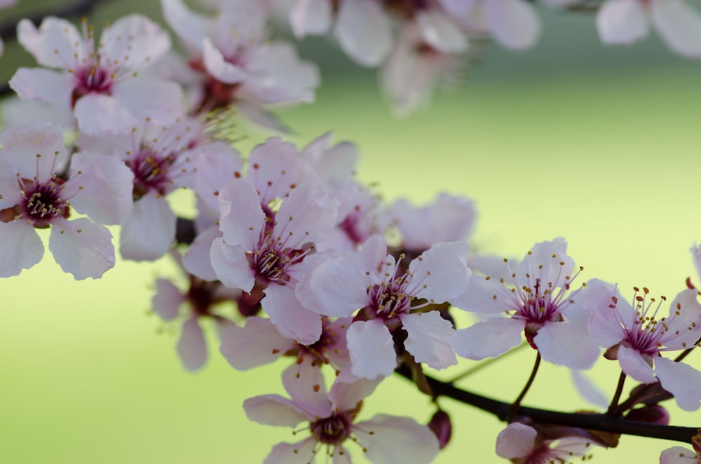 white and pink cherry blossoms blooming