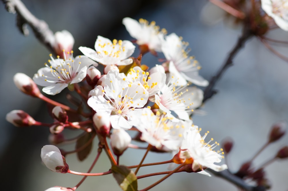 selective focus photography of white petaled flowers