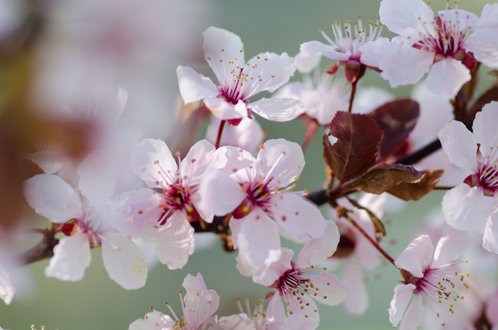 white petaled flowers