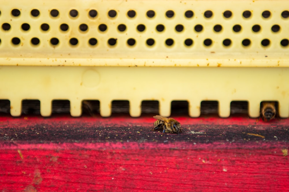 honey bee on red surface