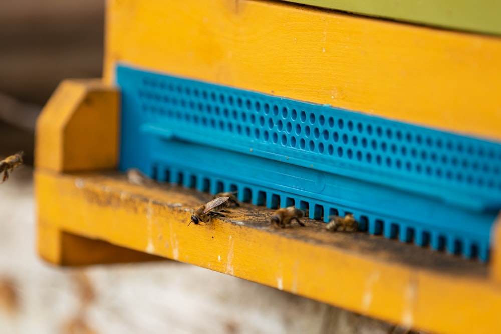 bees on yellow panel