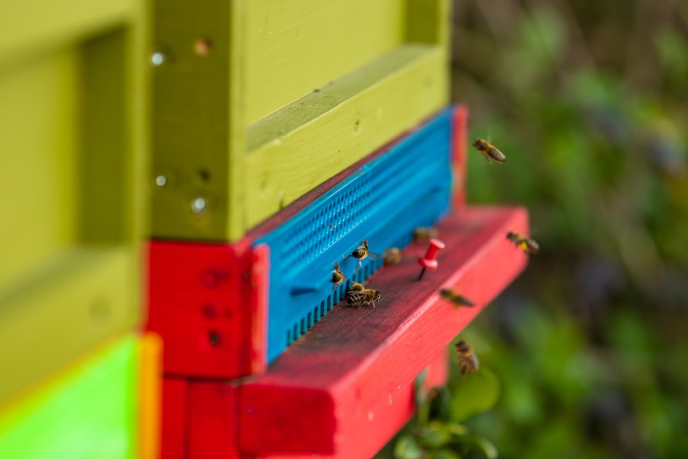 a bunch of bees that are on a red shelf