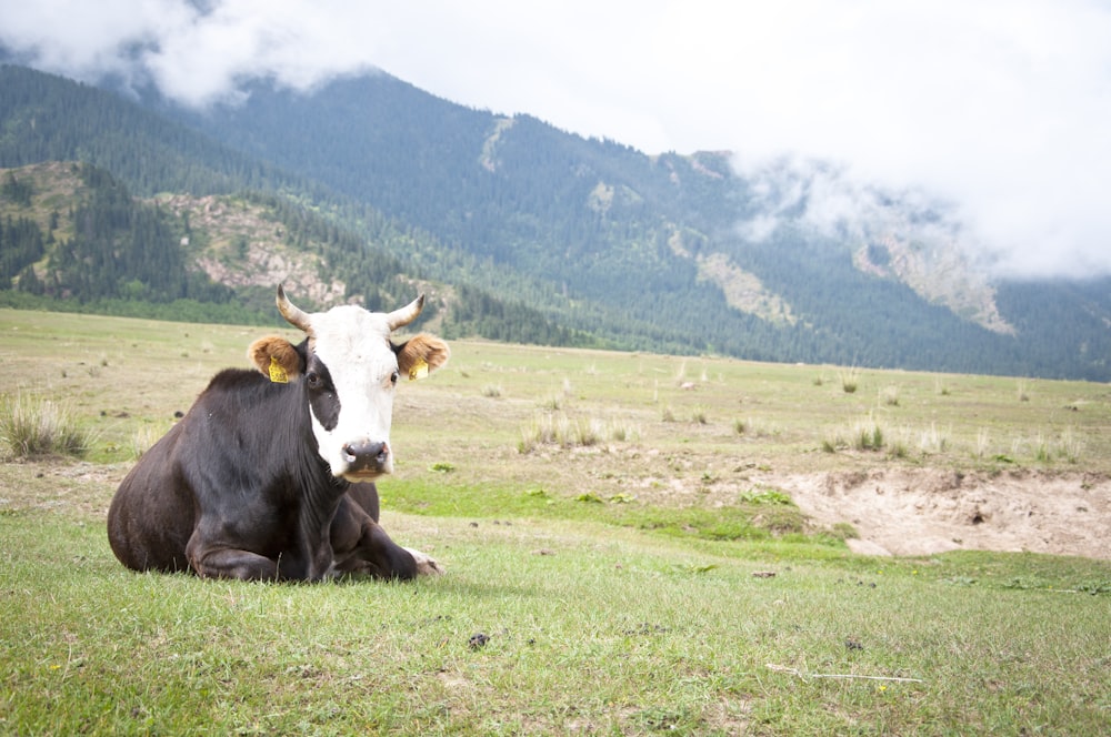 black and white cattle in green field under white skies