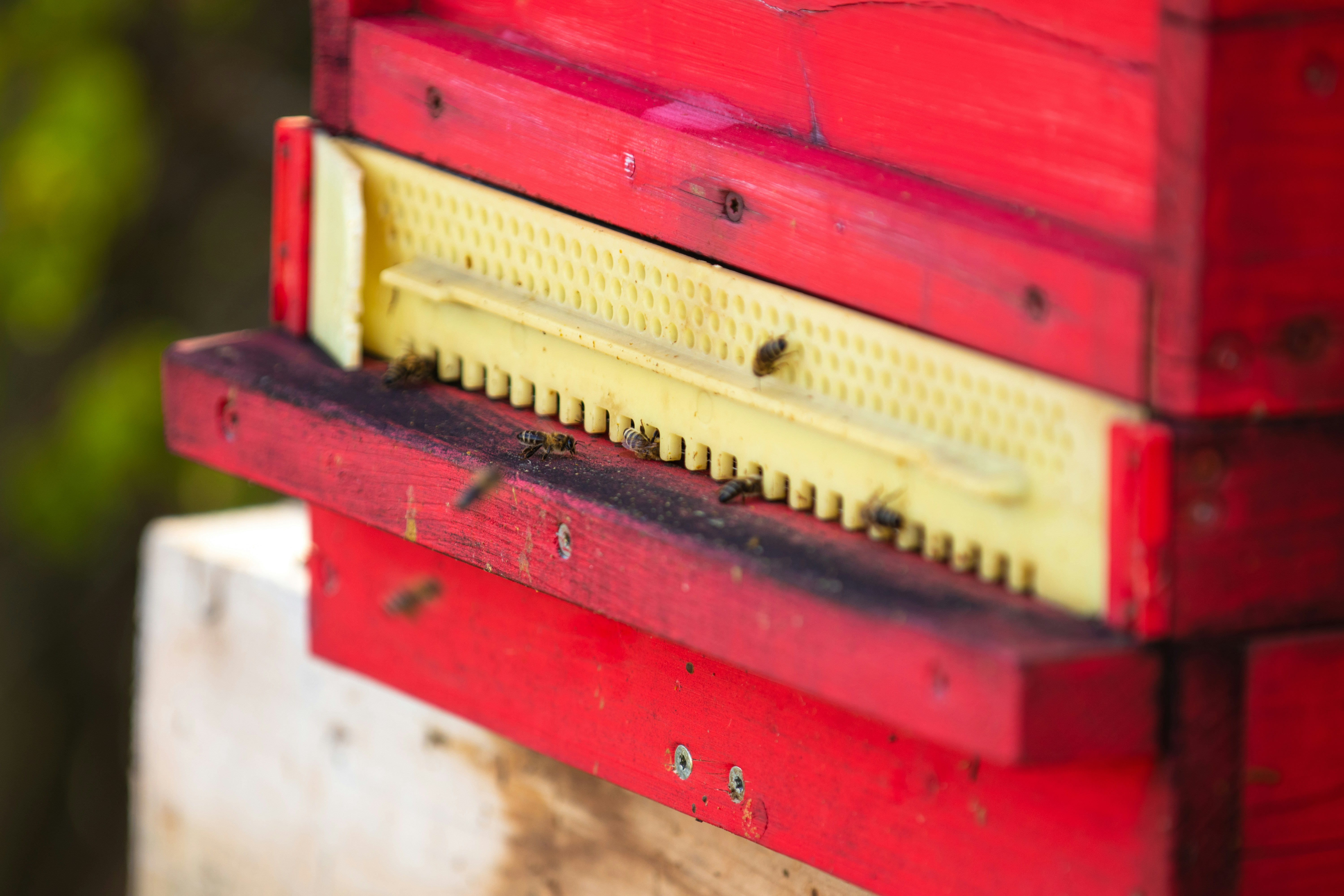 Roter und weißer Honigbienenkasten