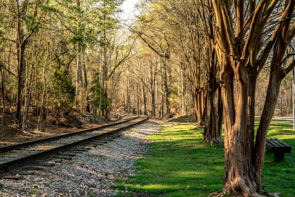 tall brown and green trees beside train railway