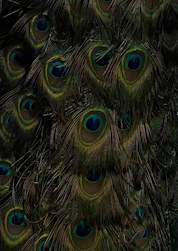 A festive collection setup featuring rich textures and peacock-inspired patterns.